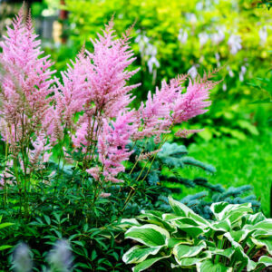 plantes-vivaces-pour-l-ombre-1